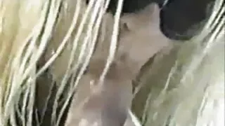 দাসী বাংলা দেশি চোদাচুদির ভিডিও বড় মাই বিমোহিত অল্পবয়স্ক লোক জন্য লিঙ্গ